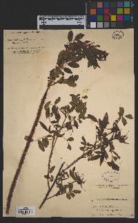 Rosa nitida image