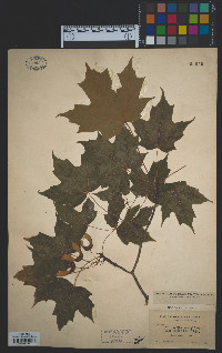 Acer saccharum image