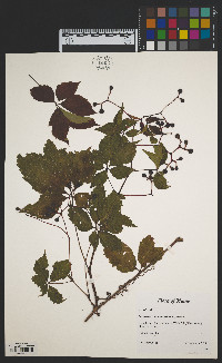 Parthenocissus quinquefolia image