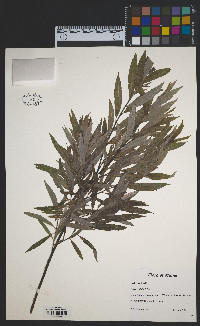 Salix petiolaris image