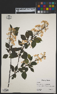 Prunus pensylvanica image