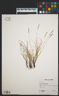 Festuca filiformis image