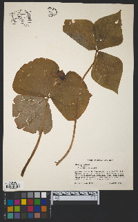 Trillium erectum image