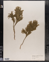 Lycopodium obscurum image