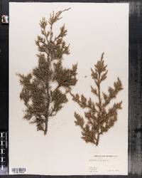 Juniperus virginiana image