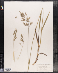 Image of Bromus purgans