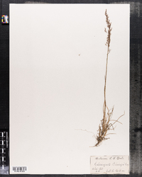 Calamagrostis pickeringii image