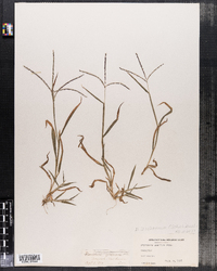 Digitaria ischaemum image