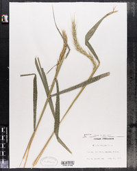 Elymus virginicus image