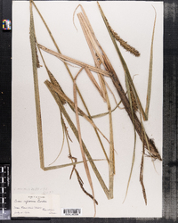 Carex lacustris image