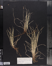 Carex pensylvanica image