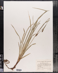 Carex polymorpha image