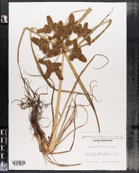 Cyperus erythrorhizos image