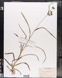 Scirpus atrovirens image