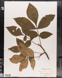 Carya pallida image