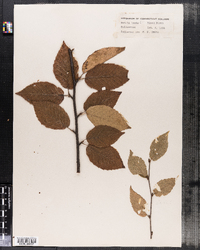 Betula lenta image