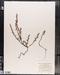 Polygonum glaucum image