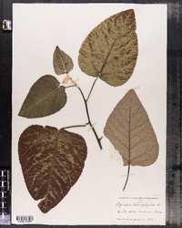 Image of Populus heterophylla