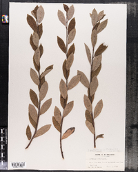 Image of Salix myrtillifolia