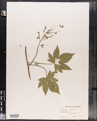 Humulus japonicus image