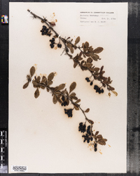 Berberis vulgaris image