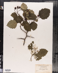 Image of Crataegus canadensis