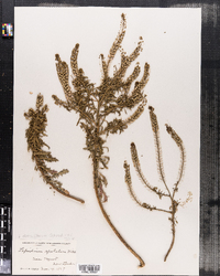 Image of Lepidium apetalum