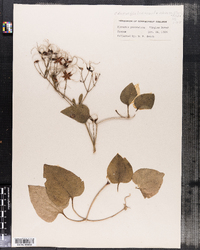 Image of Clematis dioscoreifolia