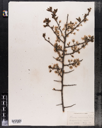 Prunus maritima image