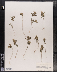 Polygala cruciata image