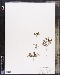 Image of Trifolium filiforme