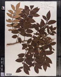 Rhus copallinum image