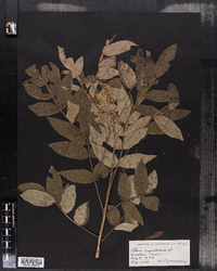 Rhus copallinum image