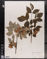 Staphylea trifolia image