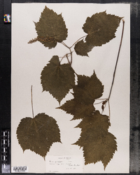 Acer spicatum image