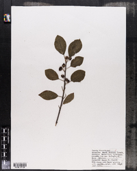 Frangula alnus image