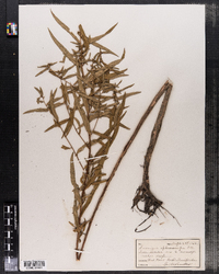 Ludwigia sphaerocarpa image