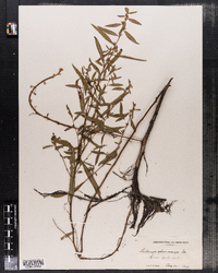 Ludwigia sphaerocarpa image