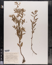 Lysimachia lanceolata image