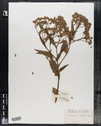 Eupatorium serotinum image