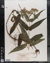 Eupatorium perfoliatum image