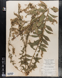 Solidago rugosa image