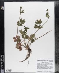 Potentilla simplex image