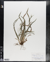 Carex laxiculmis image