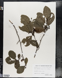 Alnus serrulata image