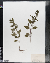 Scutellaria lateriflora image