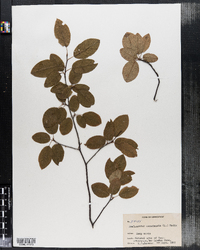 Amelanchier canadensis image