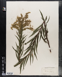 Solidago canadensis image