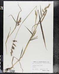 Echinochloa crusgalli image