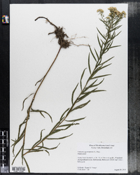 Euthamia graminifolia image